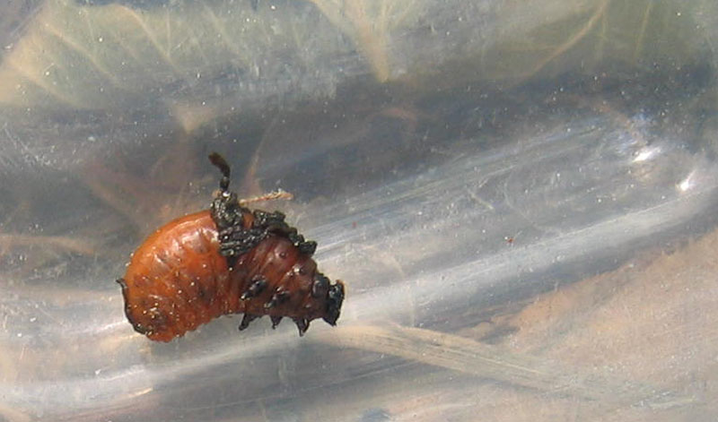 non so proprio..... larva di crisomelide: Lilioceris