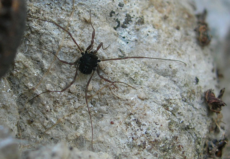 Opilione scuro trentino: Histricostoma dentipalpe