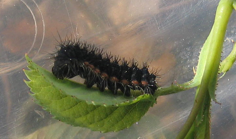 bruco: Saturnia pavoniella - Saturniidae........dal Trentino