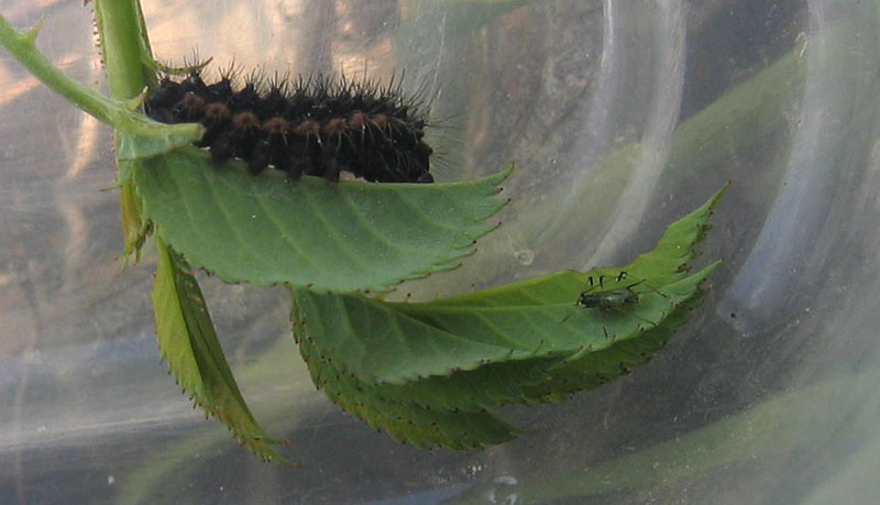 bruco: Saturnia pavoniella - Saturniidae........dal Trentino