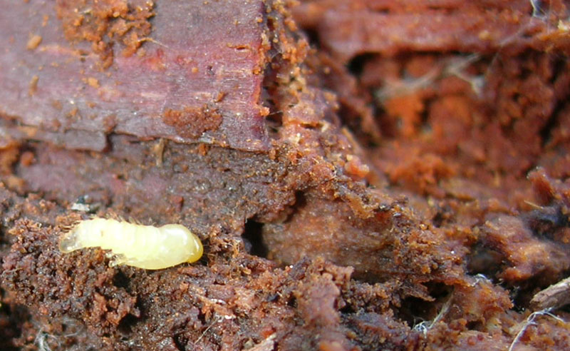 Pupa di coleottero (Buprestidae? Tenebrionidae?