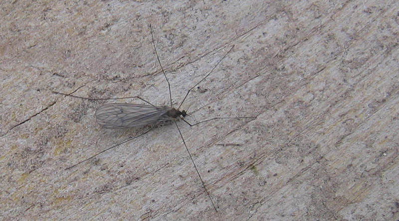 Trichocera sp. (....dal Trentino)