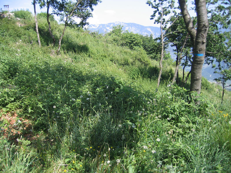 bruco: Saturnia pavoniella - Saturniidae........dal Trentino