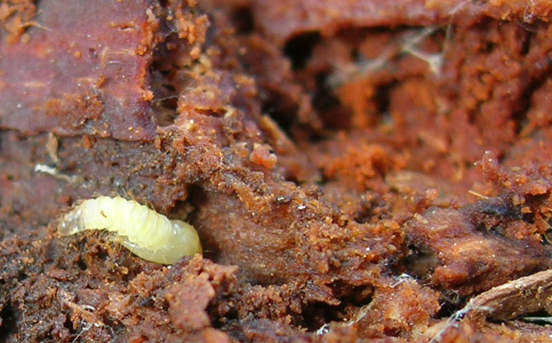 Pupa di coleottero (Buprestidae? Tenebrionidae?