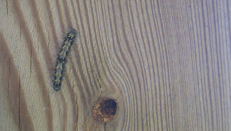 bruco: Lithosia quadra - Arctiidae..........dal Trentino