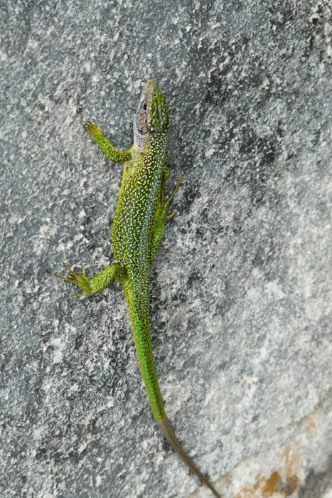 Ramarri
