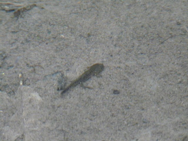 Larve di salamandra