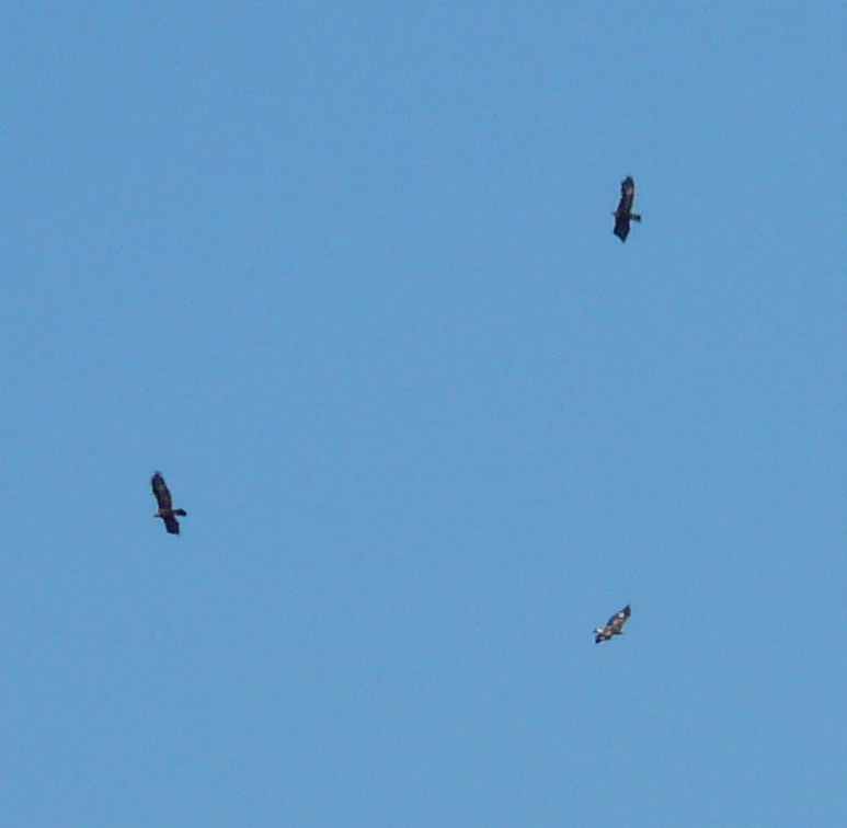 Aquila reale?? Monte Rai (LC)