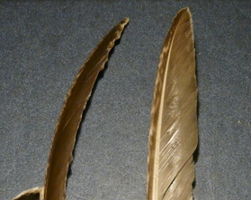 Penne: Gallo forcello