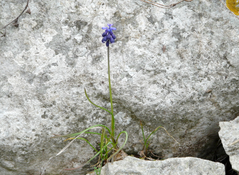 Domenica 5/4 Lago di Garda per orchidee (ex 29/3)