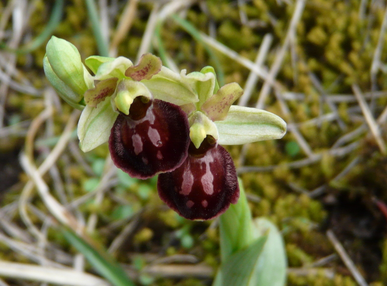 Domenica 5/4 Lago di Garda per orchidee (ex 29/3)