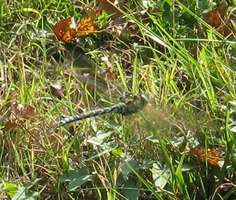 Parco Borromeo 5 Cesano - Aeshna cyanea maschio