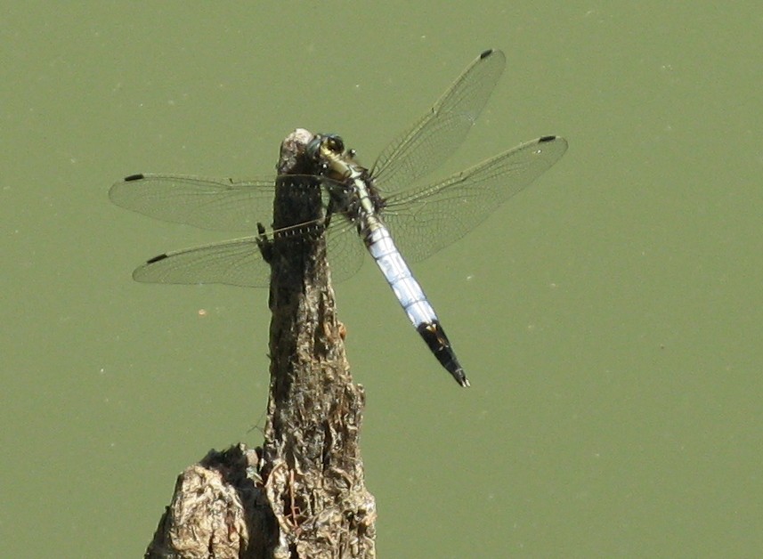 Orthetrum albistylum?