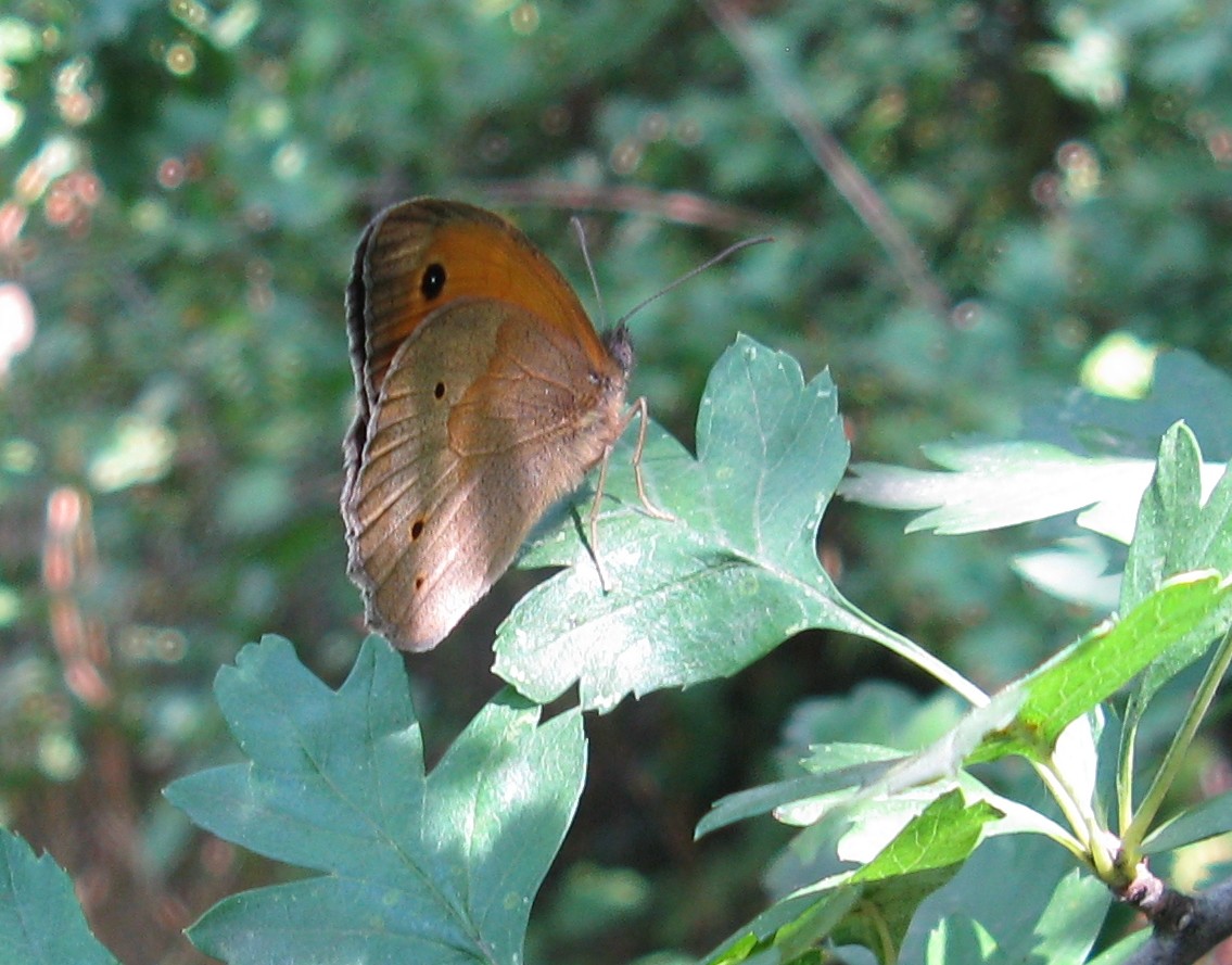 Coenonympha pamphilus ? No, Maniola jurtina