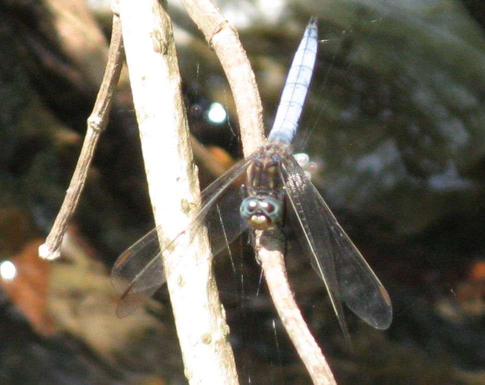 Orthetrum coerulescens