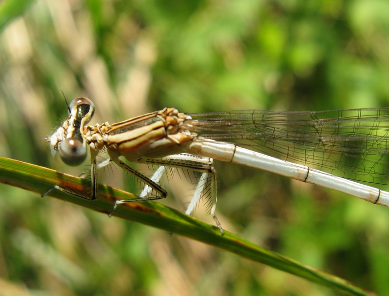 Zigottero 3 Caloggio - Platycnemis pennipes (femmina)