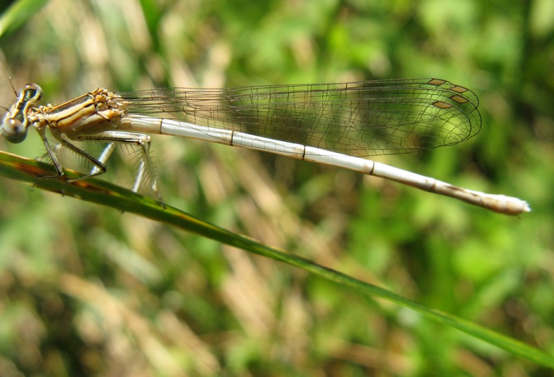 Zigottero 3 Caloggio - Platycnemis pennipes (femmina)