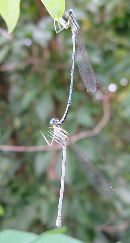 Platycnemis pennipes in coppia? - S