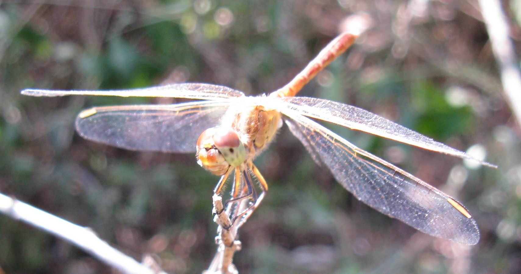 Pineta di Ravenna: Sympetrum meridionale