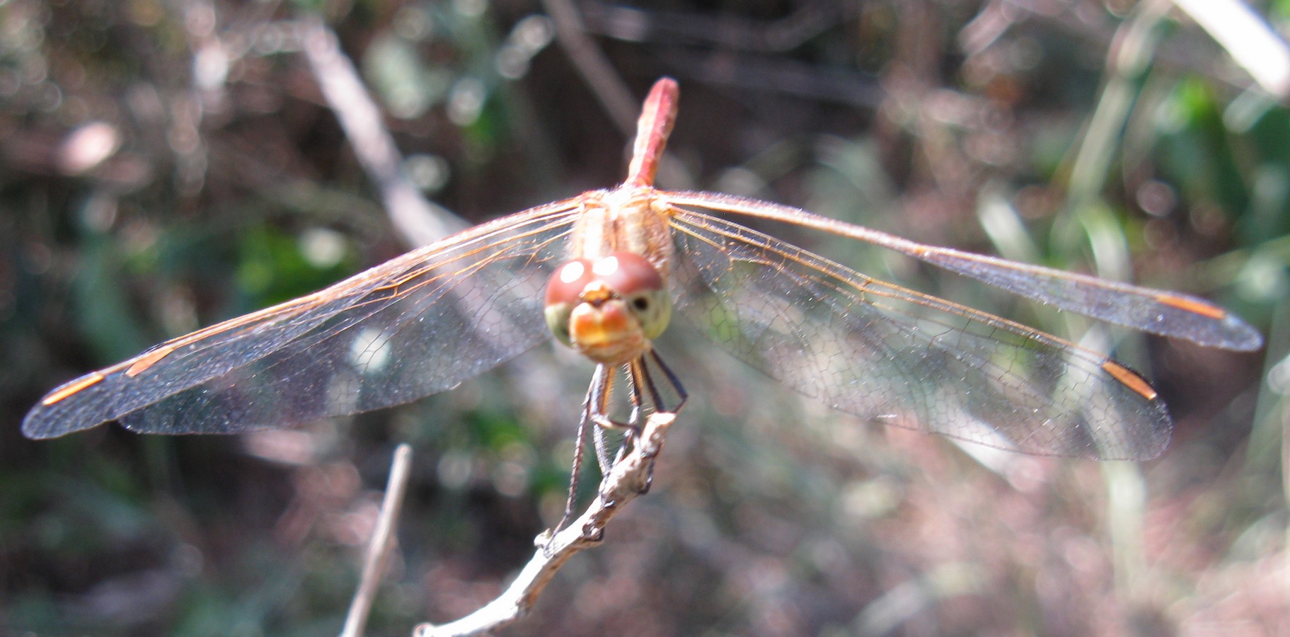 Pineta di Ravenna: Sympetrum meridionale