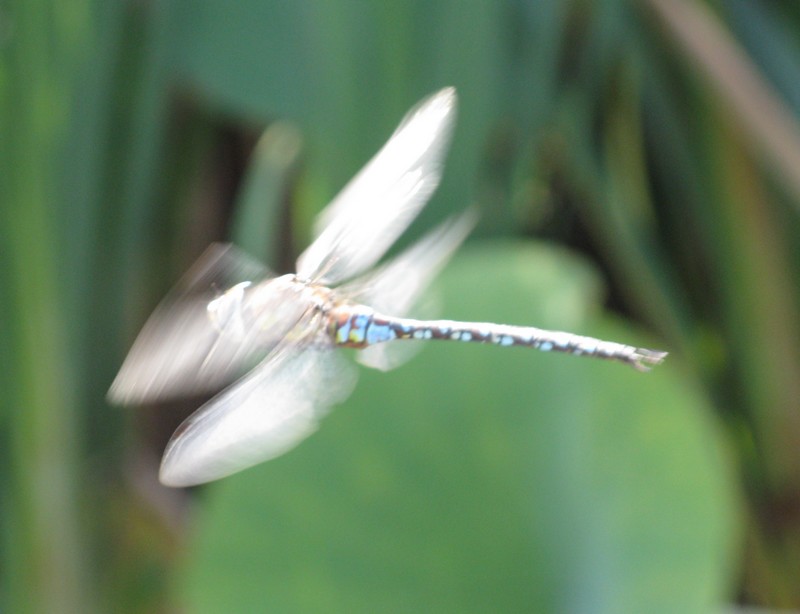 Aeshna mixta