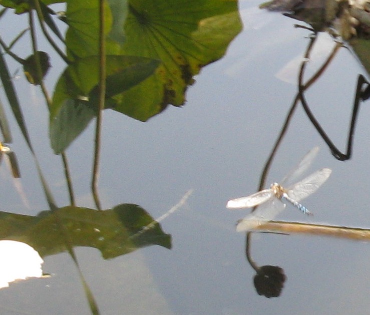 Aeshna mixta
