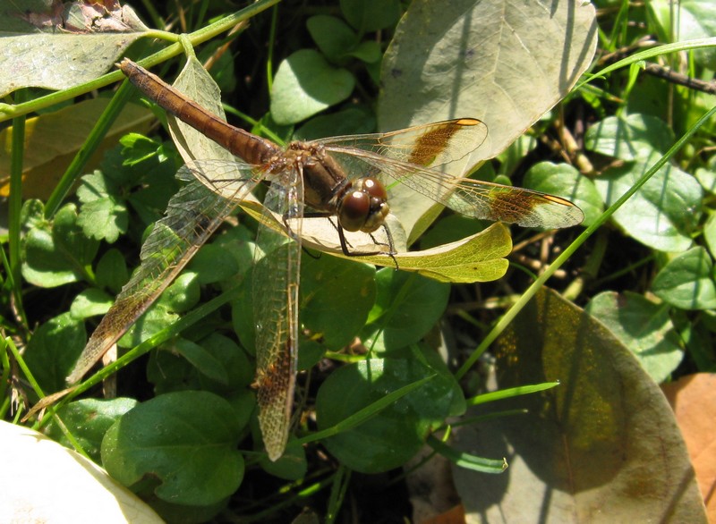 Sympetrum pedemontanum femmina? - Sì