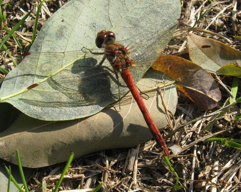 Sympetrum fonscolombii?  No, maschio di Sympetrum striolatum