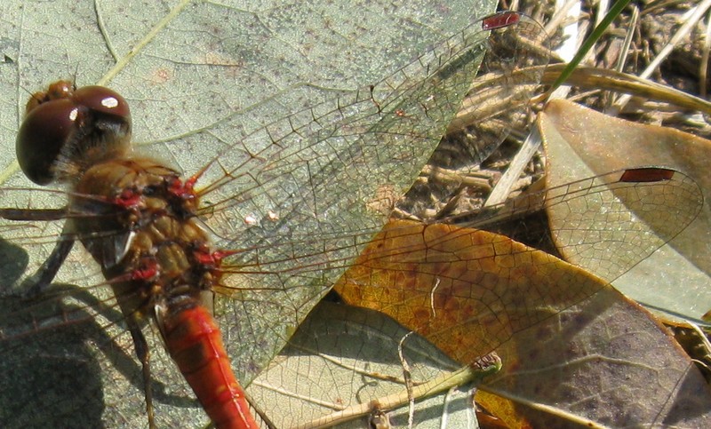 Sympetrum fonscolombii?  No, maschio di Sympetrum striolatum