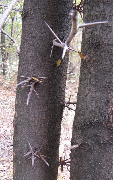 Spino di Giuda