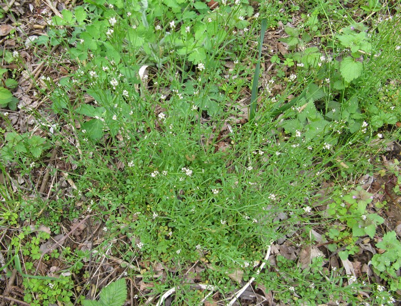 Caloggio : Cardamine hirsuta