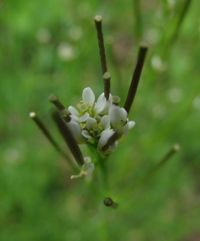 Caloggio : Cardamine hirsuta