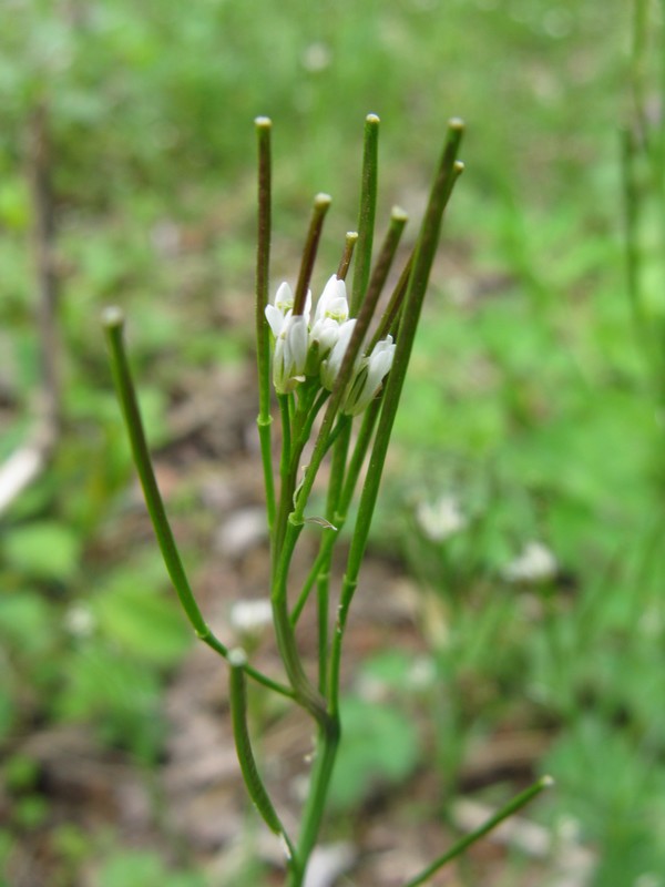 Caloggio : Cardamine hirsuta