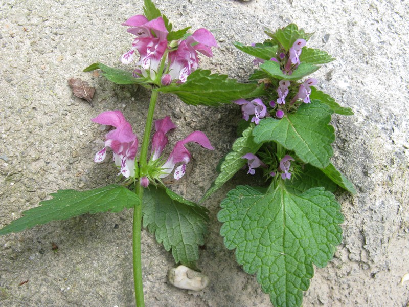 Lamium maculatum e Lamium purpureum a confronto