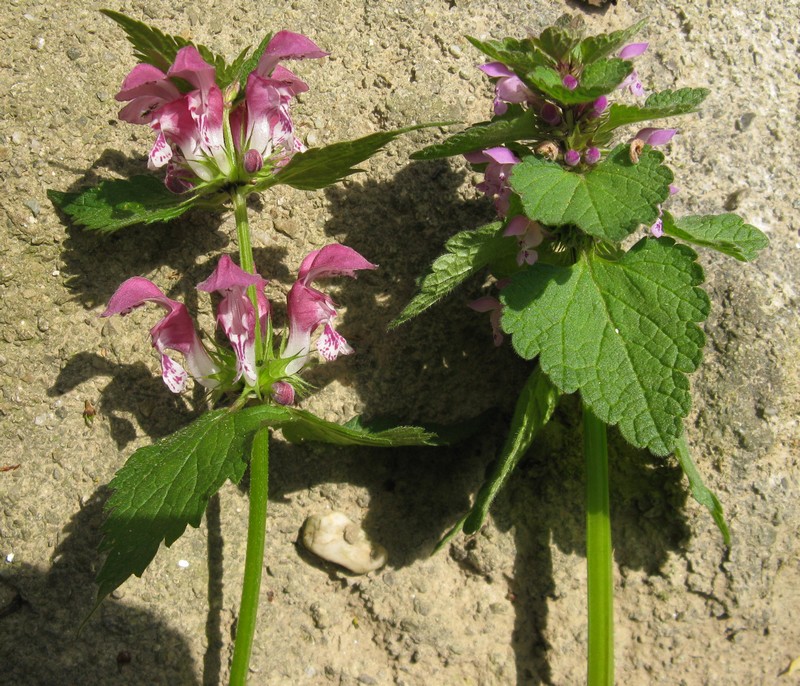 Lamium maculatum e Lamium purpureum a confronto