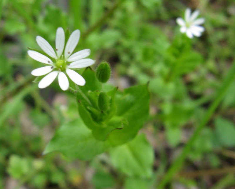 Caloggio  -  Stellaria media