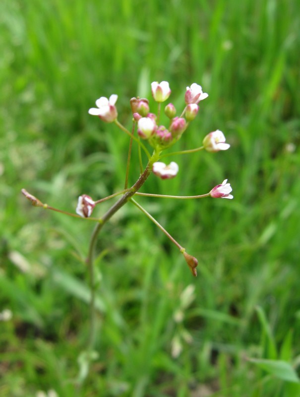 Caloggio 1: Capsella rubella