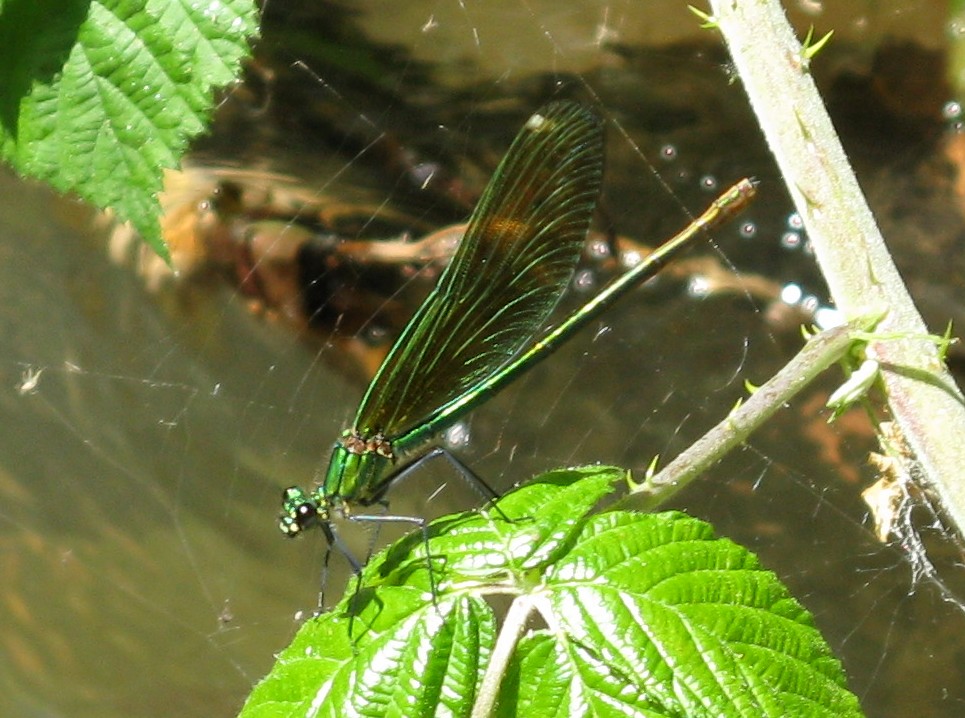 Calopteryx... splendens