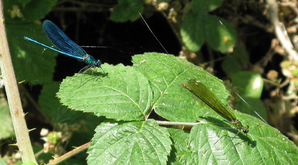 Calopteryx... splendens