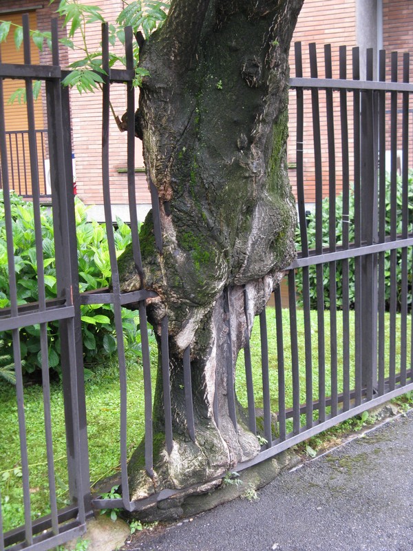 Ailanthus altissima / Ailanto (pianta coltivata)