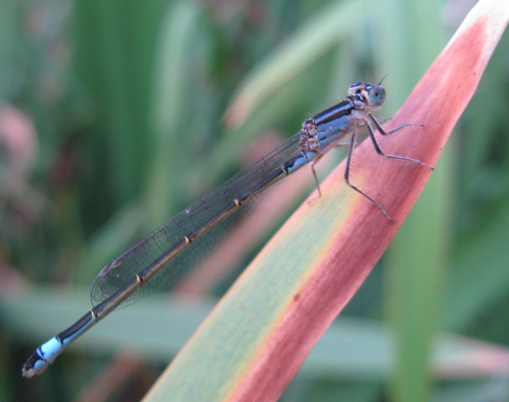Ischnura elegans?