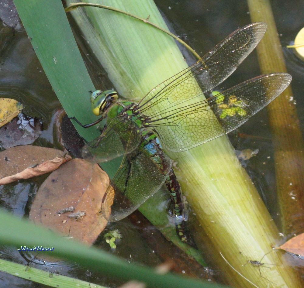 Anax imperator femmina? in ogni caso 
