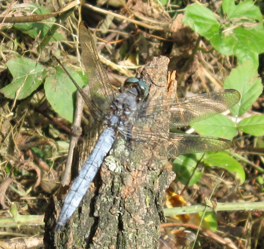 Orthetrum coerulescens