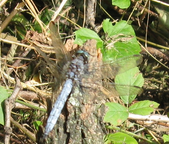 Orthetrum coerulescens