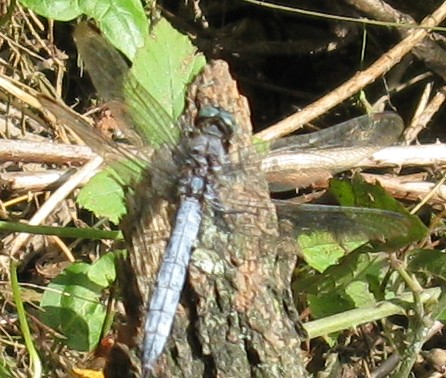 Orthetrum coerulescens