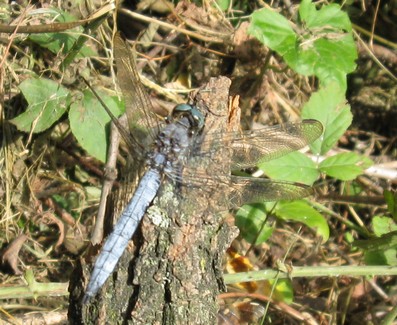 Orthetrum coerulescens