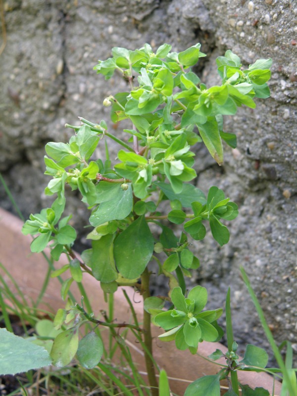 Euphorbia peplus
