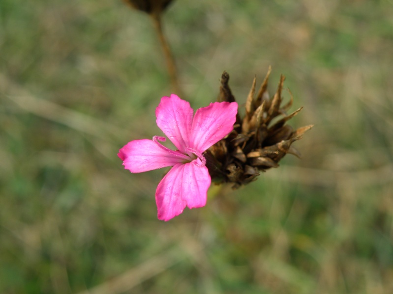 Monte San Vicino  -  Dianthus carthusianorum