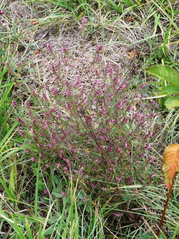 Odontites vulgaris (= rubra) / Perlina rossa