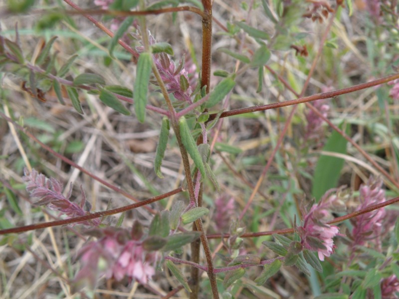 Odontites vulgaris (= rubra) / Perlina rossa